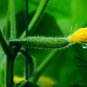 Common Cucumber, Cucumis Sativus Seed 2000 PCS, Han Huanggua