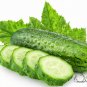 Common Cucumber, Cucumis Sativus Seed 2000 PCS, Han Huanggua