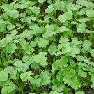 Cilantro Coriander, Coriandrum Sativum Seed 3000 PCS, Xiao Ye Xiang Cai