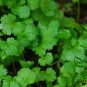 Cilantro Coriander, Coriandrum Sativum Seed 3000 PCS, Xiao Ye Xiang Cai