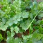 Cilantro Coriander, Coriandrum Sativum Seed 3000 PCS, Xiao Ye Xiang Cai