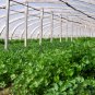 Cilantro Coriander, Coriandrum Sativum Seed 3000 PCS, Xiao Ye Xiang Cai