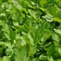 Cilantro Coriander, Coriandrum Sativum Seed 3000 PCS, Xiao Ye Xiang Cai
