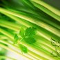 Cilantro Coriander, Coriandrum Sativum Seed 3000 PCS, Xiao Ye Xiang Cai