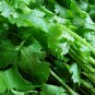 Cilantro Coriander, Coriandrum Sativum Seed 3000 PCS, Xiao Ye Xiang Cai