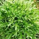 Cichorium Endivia, Escarole Endive Seed 5000 PCS, Sonchus Oleraceus Ku Ju