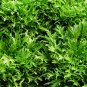 Cichorium Endivia, Escarole Endive Seed 5000 PCS, Sonchus Oleraceus Ku Ju