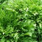 Cichorium Endivia, Escarole Endive Seed 5000 PCS, Sonchus Oleraceus Ku Ju