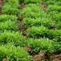 Cichorium Endivia, Escarole Endive Seed 5000 PCS, Sonchus Oleraceus Ku Ju
