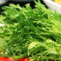 Cichorium Endivia, Escarole Endive Seed 5000 PCS, Sonchus Oleraceus Ku Ju