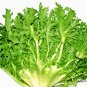 Cichorium Endivia, Escarole Endive Seed 5000 PCS, Sonchus Oleraceus Ku Ju