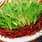 Cichorium Endivia, Escarole Endive Seed 5000 PCS, Sonchus Oleraceus Ku Ju