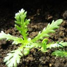 Chrysanthemum Coronarium, Glebionis Coronaria Seed 3000 PCS, Tonghao