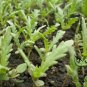 Chrysanthemum Coronarium, Glebionis Coronaria Seed 3000 PCS, Tonghao