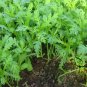 Chrysanthemum Coronarium, Glebionis Coronaria Seed 3000 PCS, Tonghao