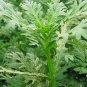 Chrysanthemum Coronarium, Glebionis Coronaria Seed 3000 PCS, Tonghao