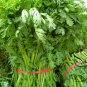 Chrysanthemum Coronarium, Glebionis Coronaria Seed 3000 PCS, Tonghao