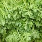 Chrysanthemum Coronarium, Glebionis Coronaria Seed 3000 PCS, Tonghao