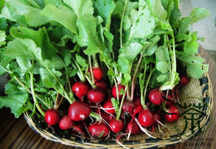 Cherry Belle Radish, Raphanus Sativus Seed 2000 PCS, Red Radish Yingtao Luobo