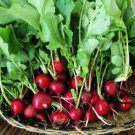 Cherry Belle Radish, Raphanus Sativus Seed 2000 PCS, Red Radish Yingtao Luobo