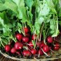 Cherry Belle Radish, Raphanus Sativus Seed 2000 PCS, Red Radish Yingtao Luobo