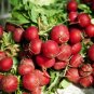 Cherry Belle Radish, Raphanus Sativus Seed 2000 PCS, Red Radish Yingtao Luobo