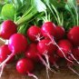Cherry Belle Radish, Raphanus Sativus Seed 2000 PCS, Red Radish Yingtao Luobo