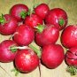 Cherry Belle Radish, Raphanus Sativus Seed 2000 PCS, Red Radish Yingtao Luobo