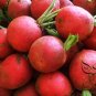 Cherry Belle Radish, Raphanus Sativus Seed 2000 PCS, Red Radish Yingtao Luobo