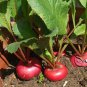 Cherry Belle Radish, Raphanus Sativus Seed 2000 PCS, Red Radish Yingtao Luobo