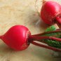 Cherry Belle Radish, Raphanus Sativus Seed 2000 PCS, Red Radish Yingtao Luobo