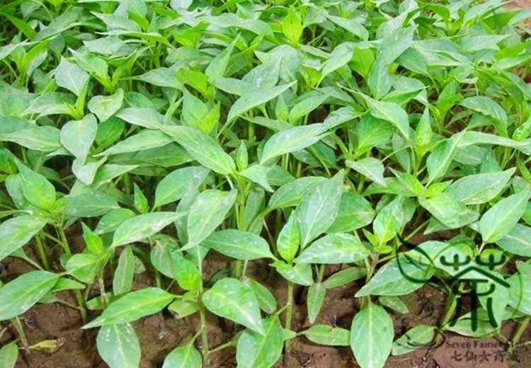 Cayenne Pepper, Capsicum Annuum Seed 2000 PCS, Chili Pepper Niujiao Jiao