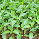 Cayenne Pepper, Capsicum Annuum Seed 2000 PCS, Chili Pepper Niujiao Jiao