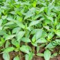 Cayenne Pepper, Capsicum Annuum Seed 2000 PCS, Chili Pepper Niujiao Jiao