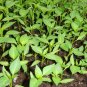 Cayenne Pepper, Capsicum Annuum Seed 2000 PCS, Chili Pepper Niujiao Jiao