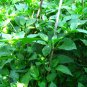 Cayenne Pepper, Capsicum Annuum Seed 2000 PCS, Chili Pepper Niujiao Jiao