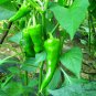 Cayenne Pepper, Capsicum Annuum Seed 2000 PCS, Chili Pepper Niujiao Jiao