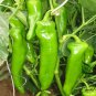 Cayenne Pepper, Capsicum Annuum Seed 2000 PCS, Chili Pepper Niujiao Jiao