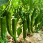 Cayenne Pepper, Capsicum Annuum Seed 2000 PCS, Chili Pepper Niujiao Jiao