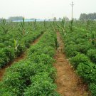 Capsicum Annuum, Chili Pepper Seed 2000 PCS, Pod Pepper Chaotian Jiao