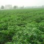 Capsicum Annuum, Chili Pepper Seed 2000 PCS, Pod Pepper Chaotian Jiao