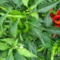 Capsicum Annuum, Chili Pepper Seed 2000 PCS, Pod Pepper Chaotian Jiao