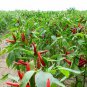 Capsicum Annuum, Chili Pepper Seed 2000 PCS, Pod Pepper Chaotian Jiao
