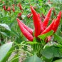 Capsicum Annuum, Chili Pepper Seed 2000 PCS, Pod Pepper Chaotian Jiao