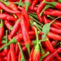 Capsicum Annuum, Chili Pepper Seed 2000 PCS, Pod Pepper Chaotian Jiao