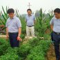 Capsicum Annuum, Chili Pepper Seed 2000 PCS, Pod Pepper Chaotian Jiao