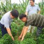 Capsicum Annuum, Chili Pepper Seed 2000 PCS, Pod Pepper Chaotian Jiao