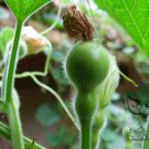 Calabash Gourd, Lagenaria Siceraria Seed 200 PCS, Auspicious Symbol Baohulu