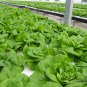 Butter Lettuce, Latuca Sativa Seed 5000 PCS, Lceberg Lettuce Naiyou Shengcai