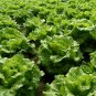 Butter Lettuce, Latuca Sativa Seed 5000 PCS, Lceberg Lettuce Naiyou Shengcai